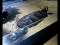 schildpadden schildpadden