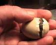 Anas Falcata, the birth of duckling.