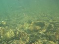 Juvenile Chinook and coho salmon and trout underwater in Trinity River, CA