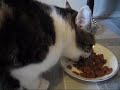 Angry cat \"saying\" yummy Angry cat \"saying\" yummy