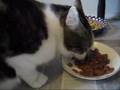 Angry cat saying yummy