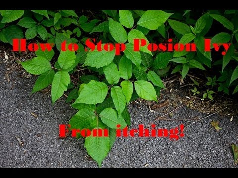 how to relieve itchy poison ivy