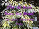 Hoodia Slimming Pills