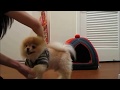 Best of Boo the Dog