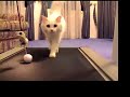 november gets on the treadmill