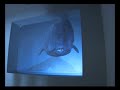 A Video installation Whale by Meirav Heiman and Yossi Ben Shoshan