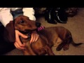 Vinnie Loves Being Pet