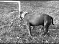 The King Of Kings American Bully AKA Cronus The King Of Kings American Bully AKA Cronus