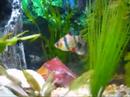 tiger-barb-fight.html