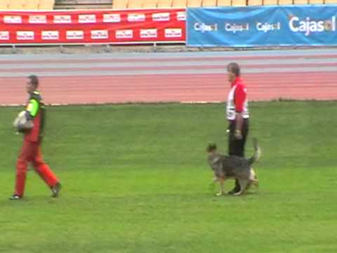 WUSV 2010, C 97|WUSV 2010 SEVILLA<br/>JABINA YENA C 97