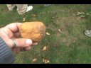 how to ID Aesculus flava