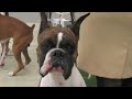 Boxers - Ventura Dog Show