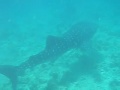Whale Shark In Maldives 1 Of 3
