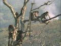 Macaco FDP