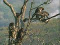 Macaco FDP