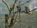 Macaco FDP