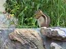 A Chipmunk In Red River