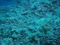 Maui Diving Highlights July 2007