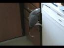 African grey, Manzi, climbing cabinets African grey, Manzi, climbing cabinets