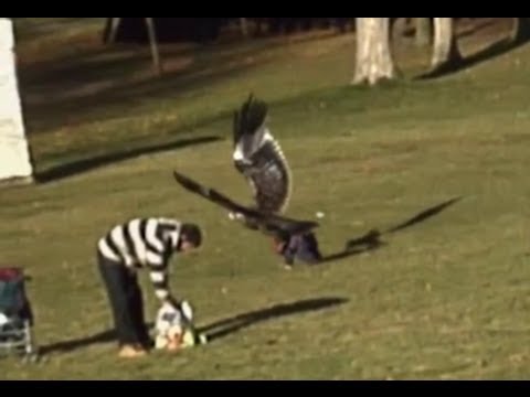 eagle - A golden eagle tries to fly away with a kid in Montreal, Canada. Eagle snatches child.