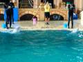 Beluga Dancing