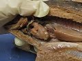 perch dissection perch dissection
