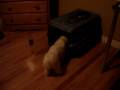 cute puppy (Lucy) opens her kennel