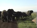 Angry Elephant Charges