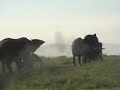 Angry Elephant Charges