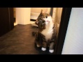 いろいろなねこ６。-Many Maru 6.-