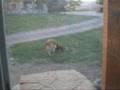 videos de Peanut & Cedar playing around