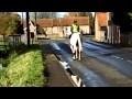 lacey riding round village for first time. 15.2/3hh schoolmistress.