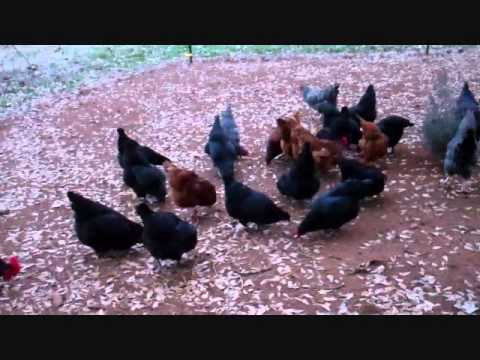 how to get more eggs from your laying hens