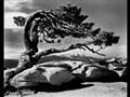 Edward-Weston-Imogen