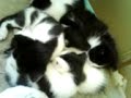 Cosmo & familie :D Manele-Gratis.net