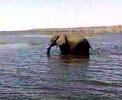 Elephant In Chobe National Park at juilly