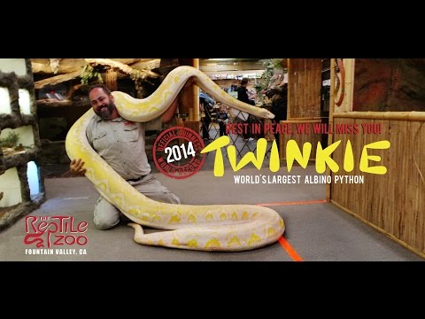 YouTube reptile video