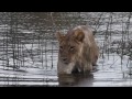 Okavango Delta: Lions Crossing the Channel - YouTube