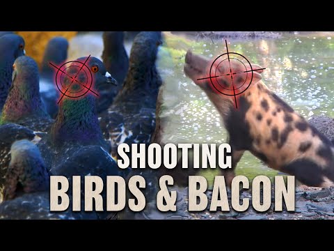 Hog & Bird Hunting with Air Rifles -