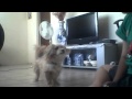 my puppy :D