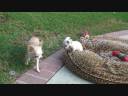 Puppy play time final_0001.wmv