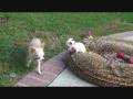 videos de Puppy play time final_0001.wmv