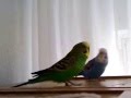 Meine Wellensittiche [Bubi][Bloom][Tchibo]^^