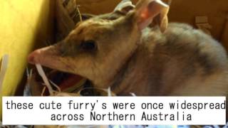 saving threatened Bilbies