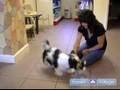 How to Housetrain a Puppy : Tips for Housebreaking Puppies