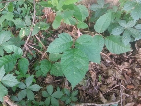 how to treat oozing poison ivy