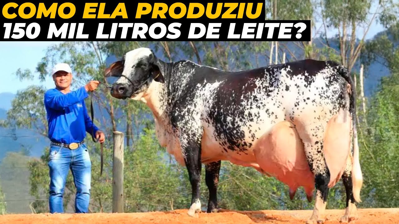 Vaca Brasileira Produz 150 Mil Litros De Leite E Bate Recorde
