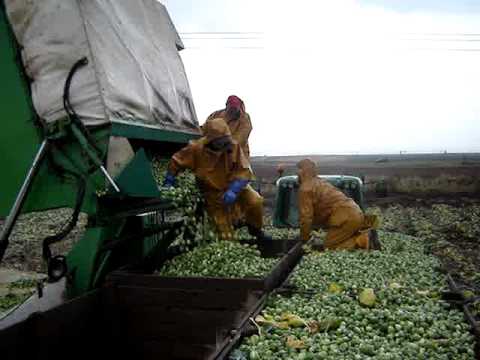 how to harvest sprouts