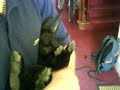 Maximus is an orphaned rabbit, that has been rescued by an obsessive, compulsive co-dependent called jimmy clean... watch and enjoy!!