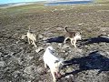 Hiking to the Igloolik Airport